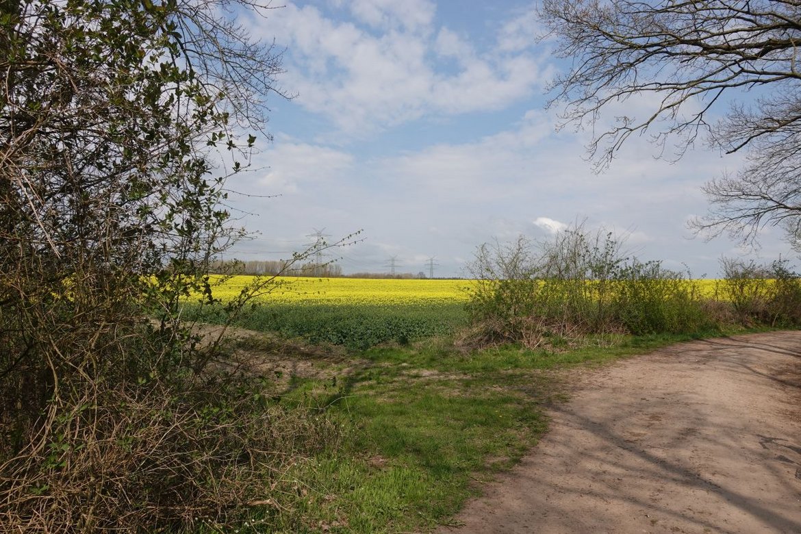 Feldweg mit Rapsfeld im Hintergrund